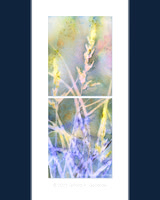 Original - Wild Grass