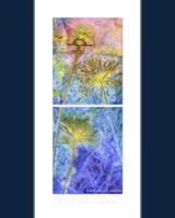 Original - Queen Tut Grass