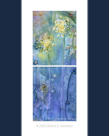 Original - Queen Anne's Lace