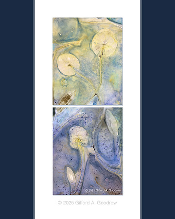 Original - Lily Pads