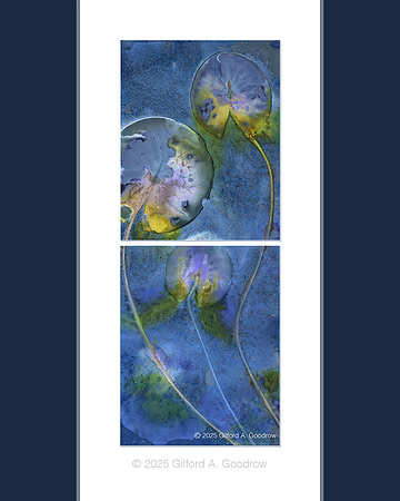 Original - Lily Pads
